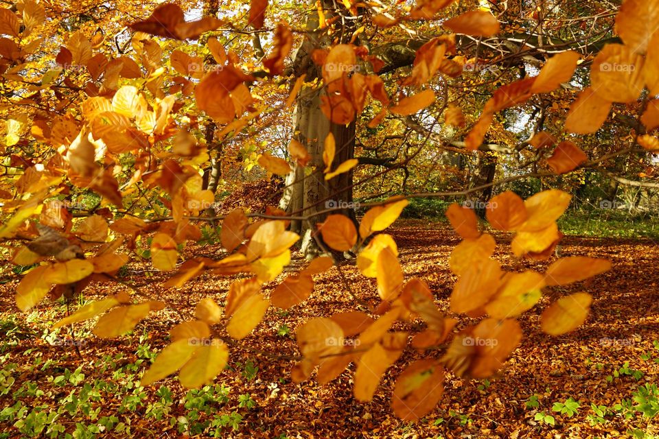 Orange Autumnal Leaves in a tree 