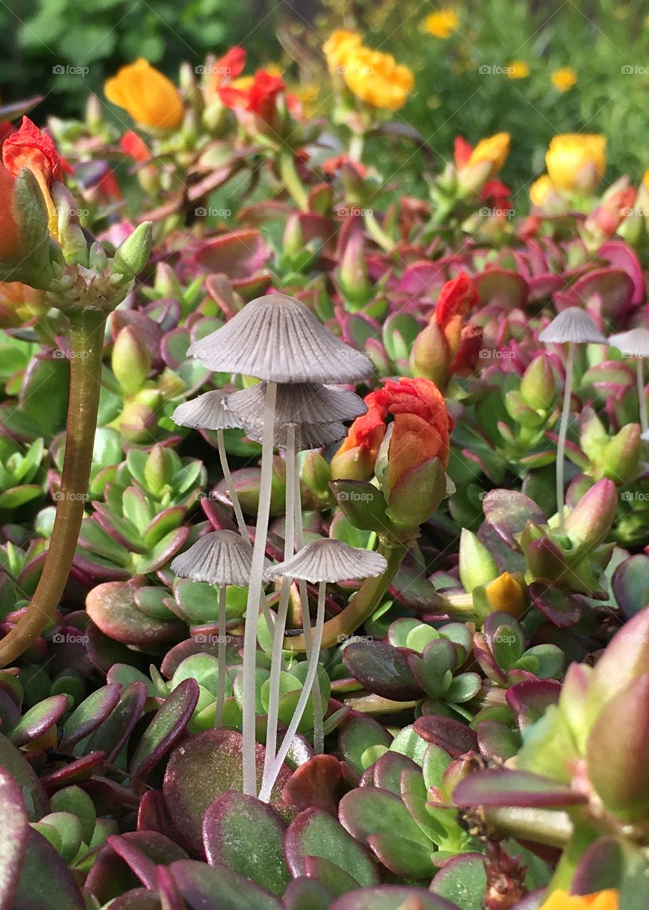 Toadstools in Purslane