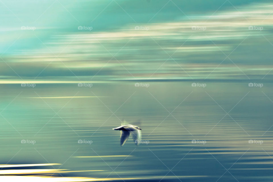 motion lake autumn bird by grifind