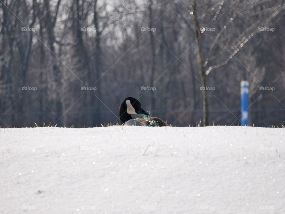 A poor goose finds himself a victim of the trash people leave out. Let’s put our trash where it belongs!