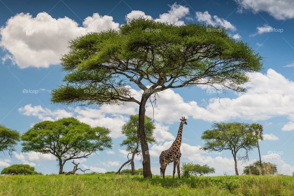 African Safari. Africa!