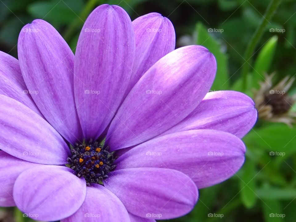 The beauty of the flowers