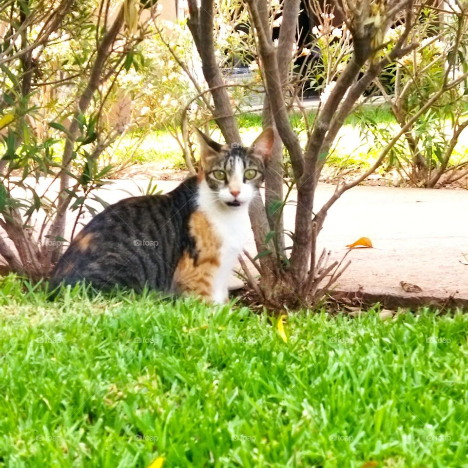 Beautiful cat looking at camera.