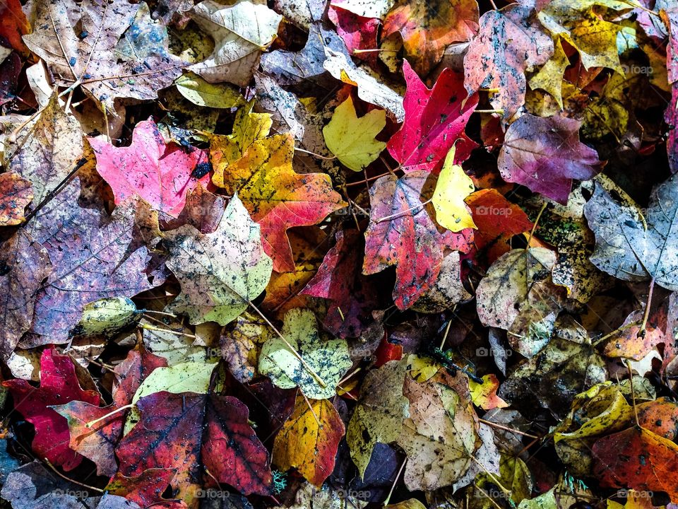 Fall, Leaf, Color, Season, Texture