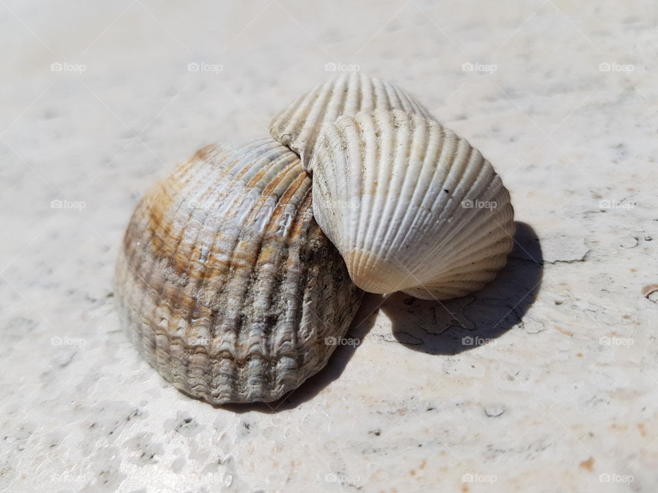 more shells