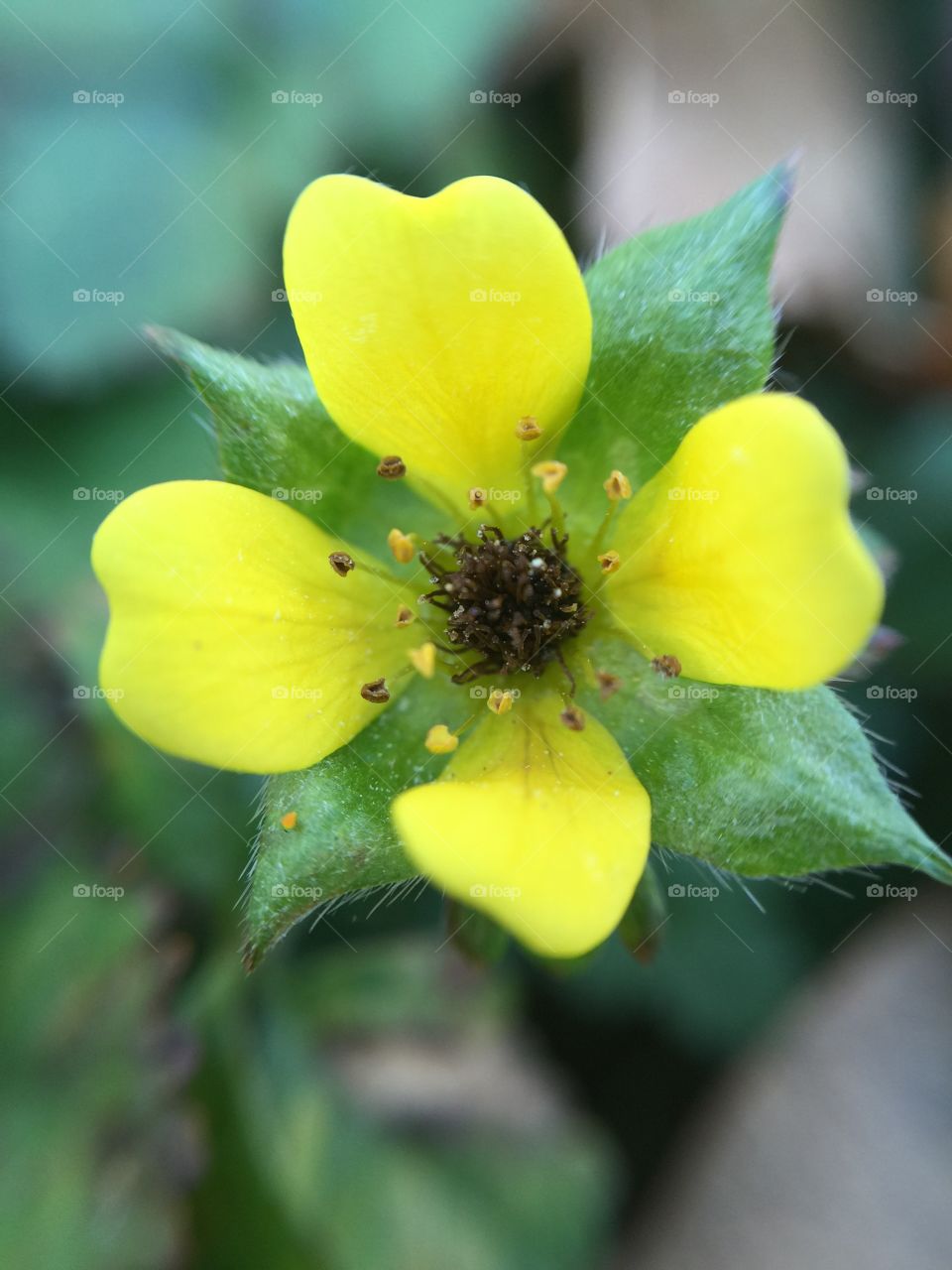 Macro yellow flower