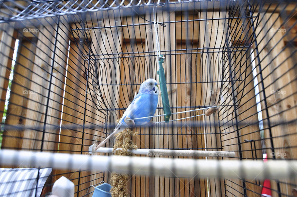 blue cage bird cute by hkjohan