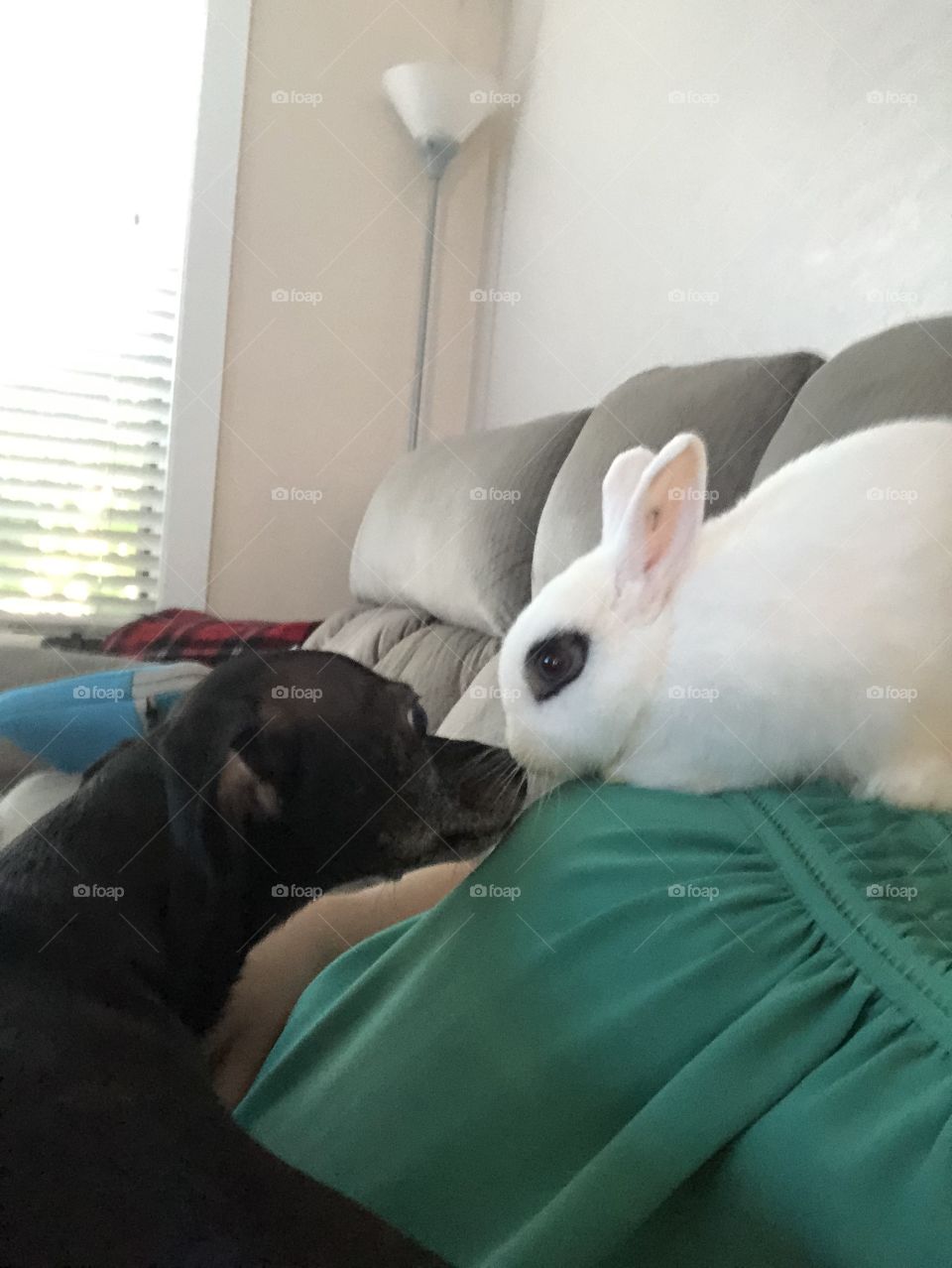 Puppy and bunny meeting for the first time