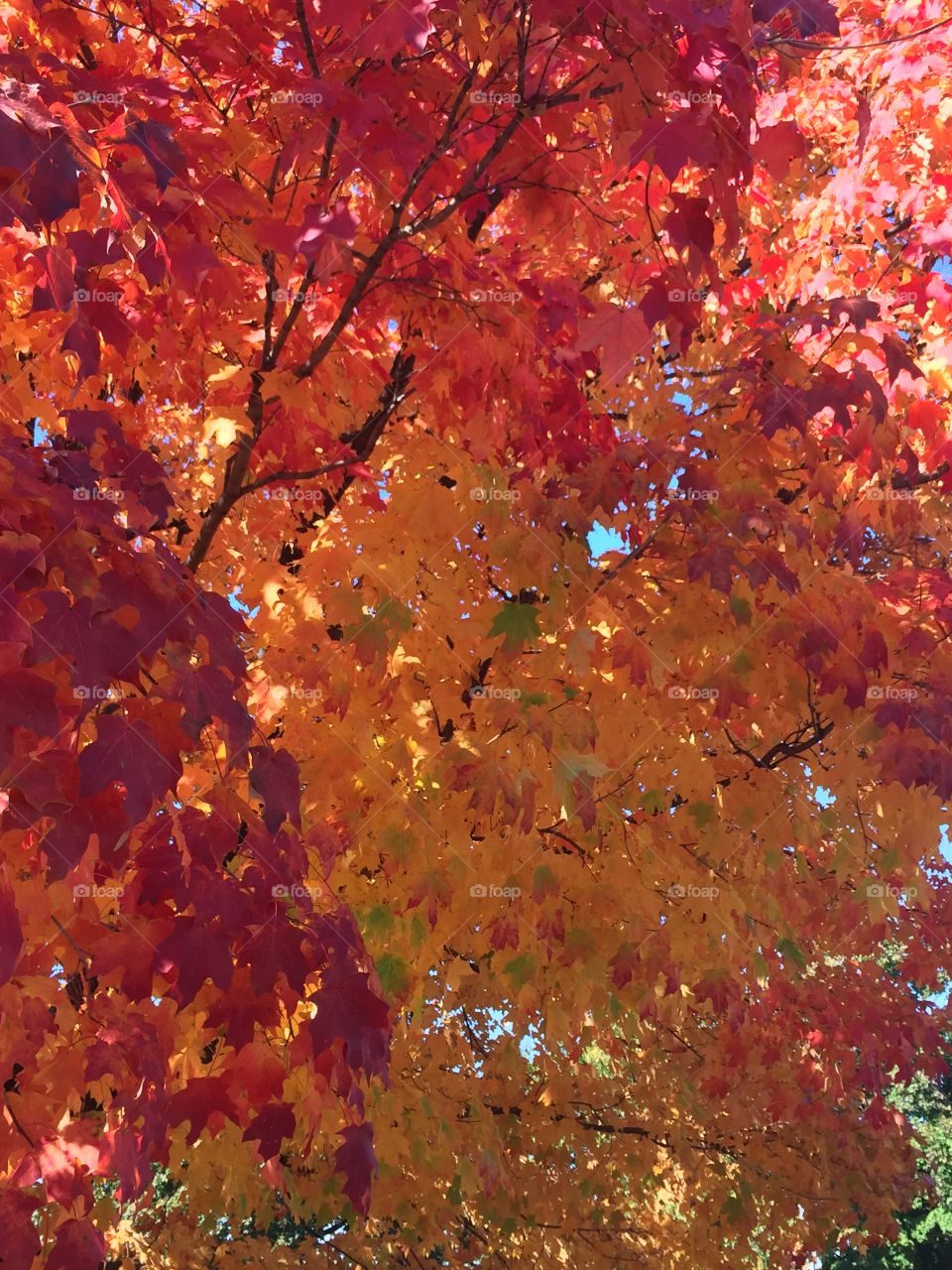 Fall color. Fall in Chicago
