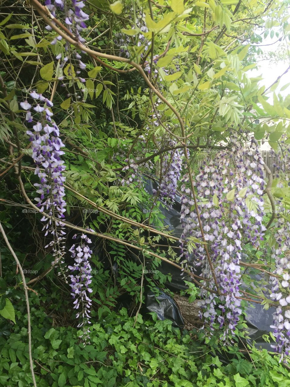 Purple flowers on a vine 