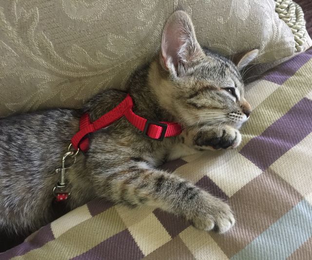 Kitten sleeping 