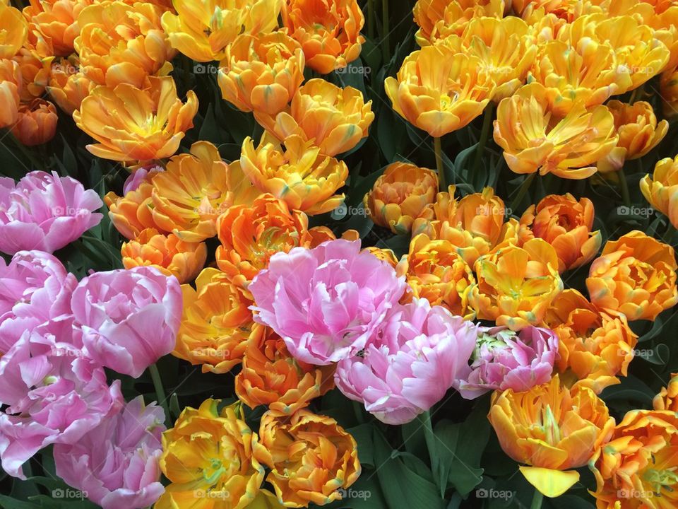 Yellow and Pink Tulips