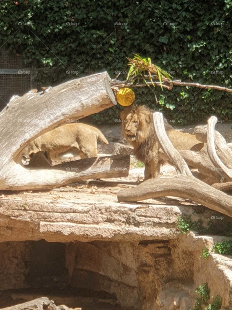 Lions