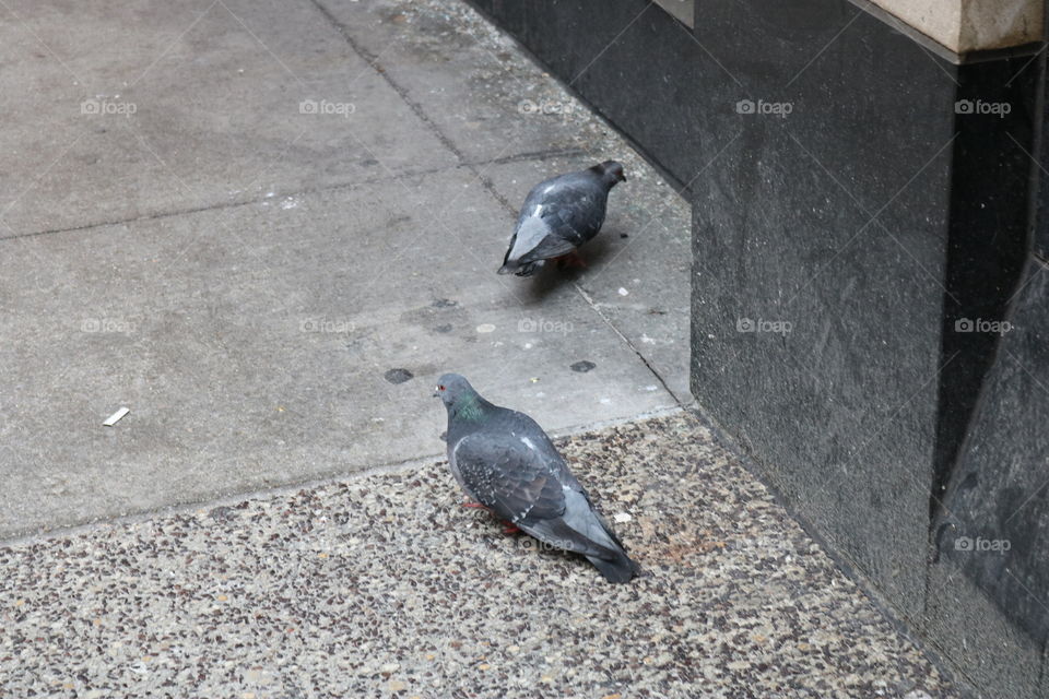 pigeons on a dirty city street