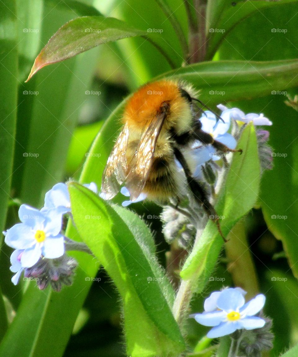 Bee collecting nectar from forget-me-not flowers growing in the garden