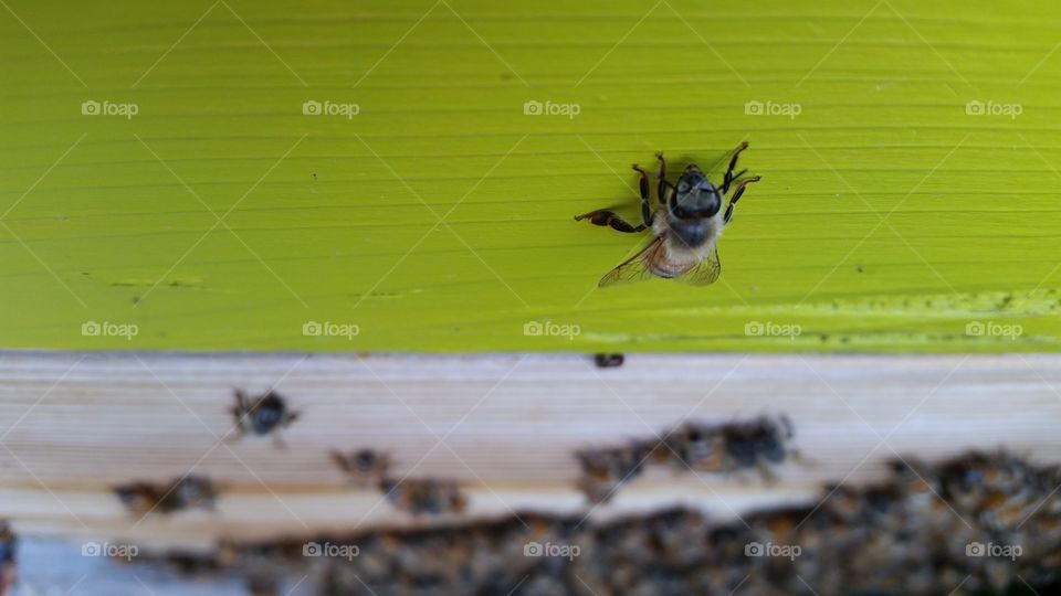 Lone honeybee hanging out on a green painted Warre hive box.