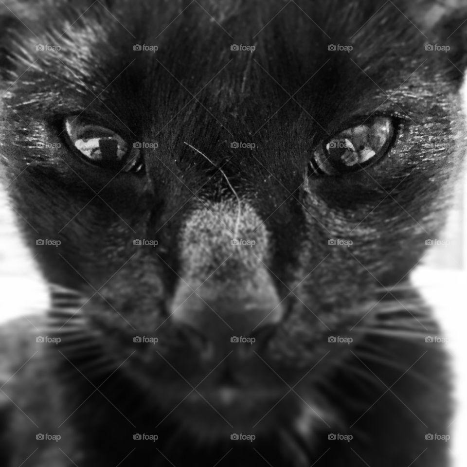  Black cat 