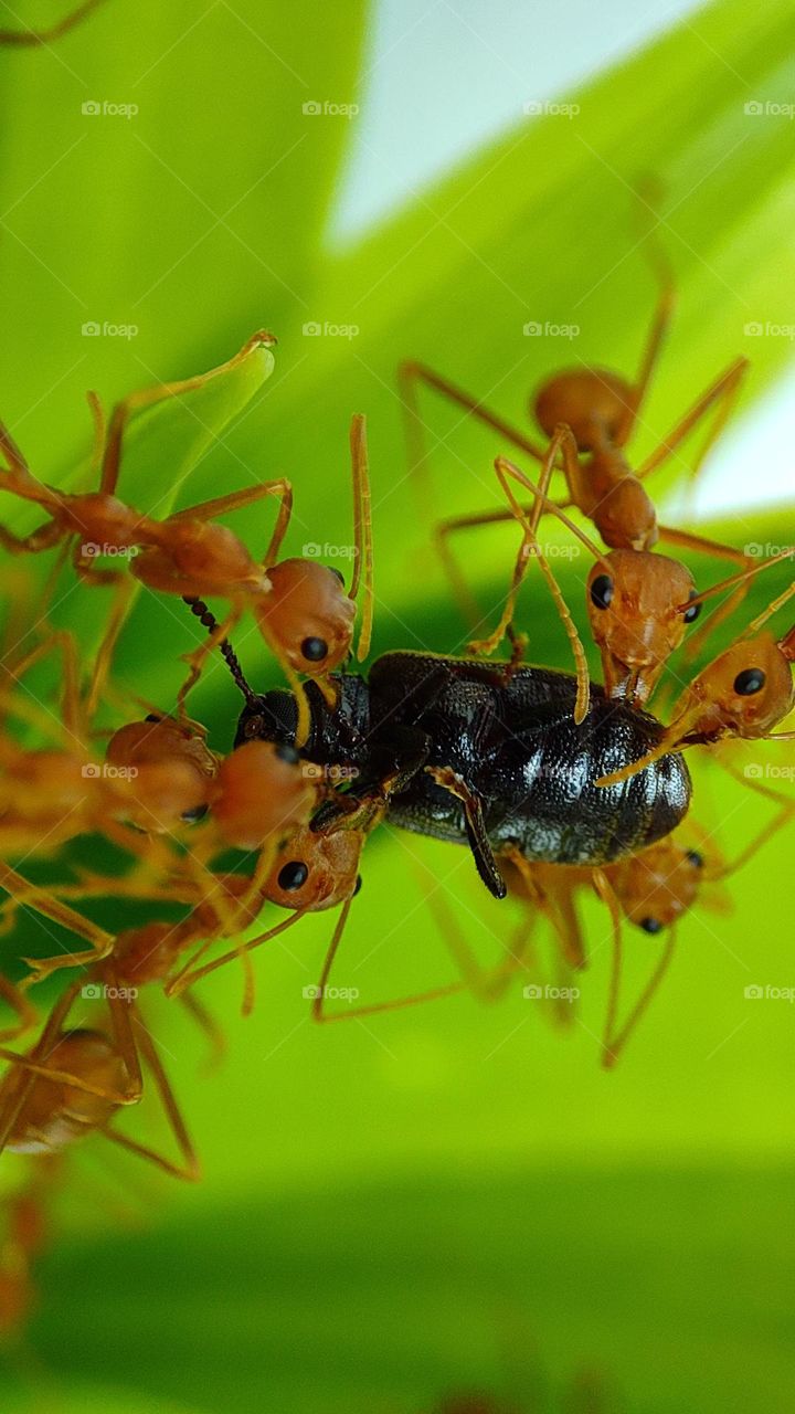 Surprised ants seeing the camera