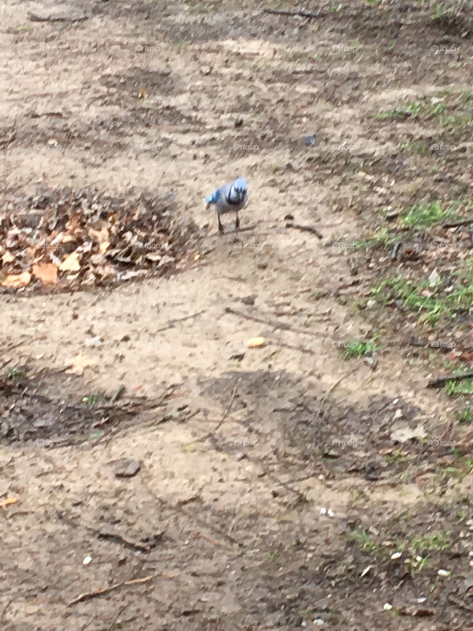 Blue jay landed on the ground to get himself a peanut to eat. They can’t get enough peanuts to eat.