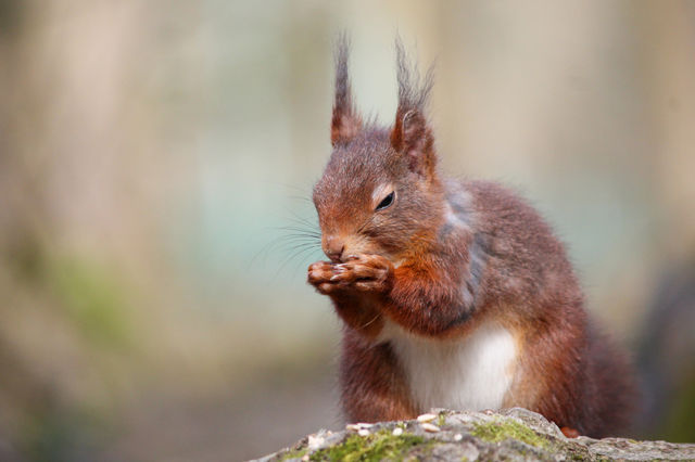 Hard to break that nut? With eyes half closed