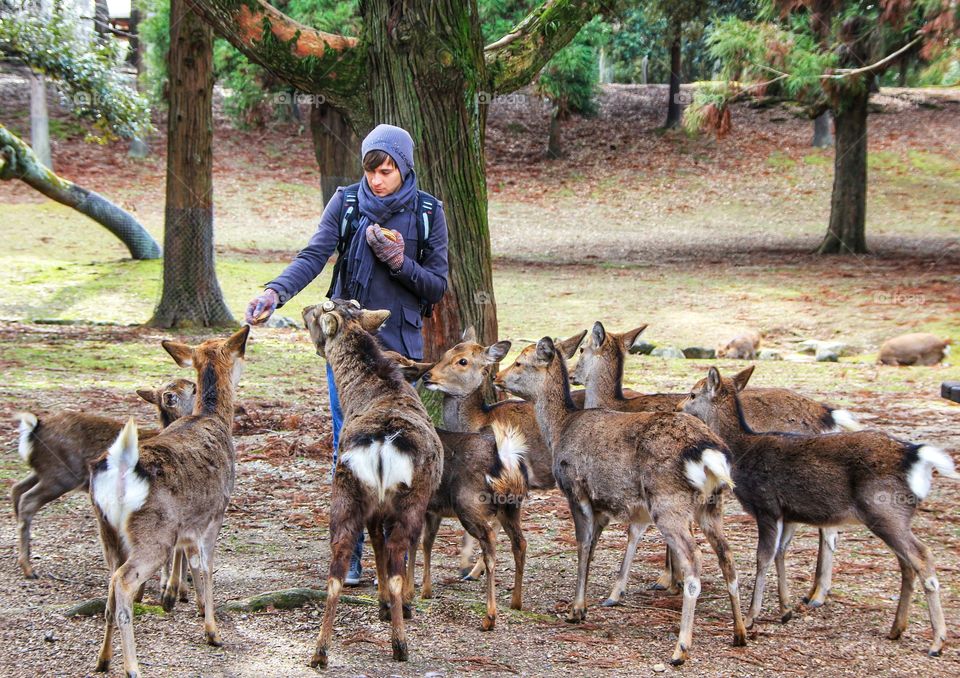 a young man standing among the deers in the Nara park