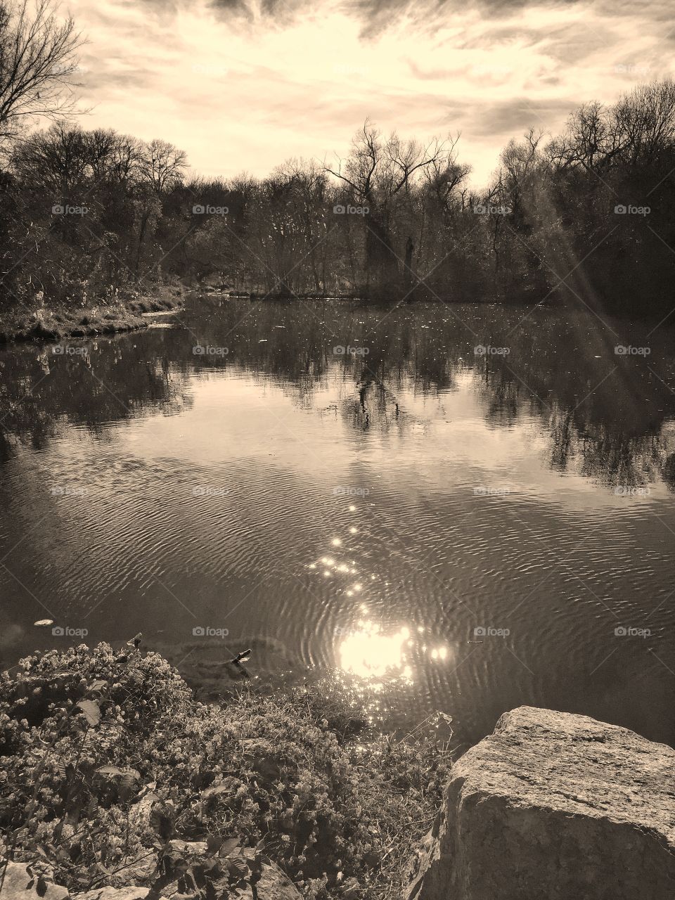 Sepia pond 