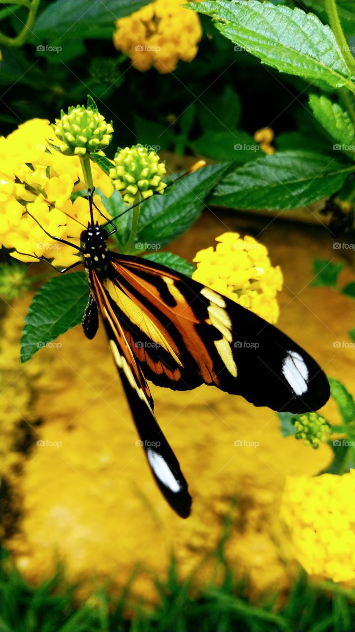 Flore amarelas, Borboleta.
