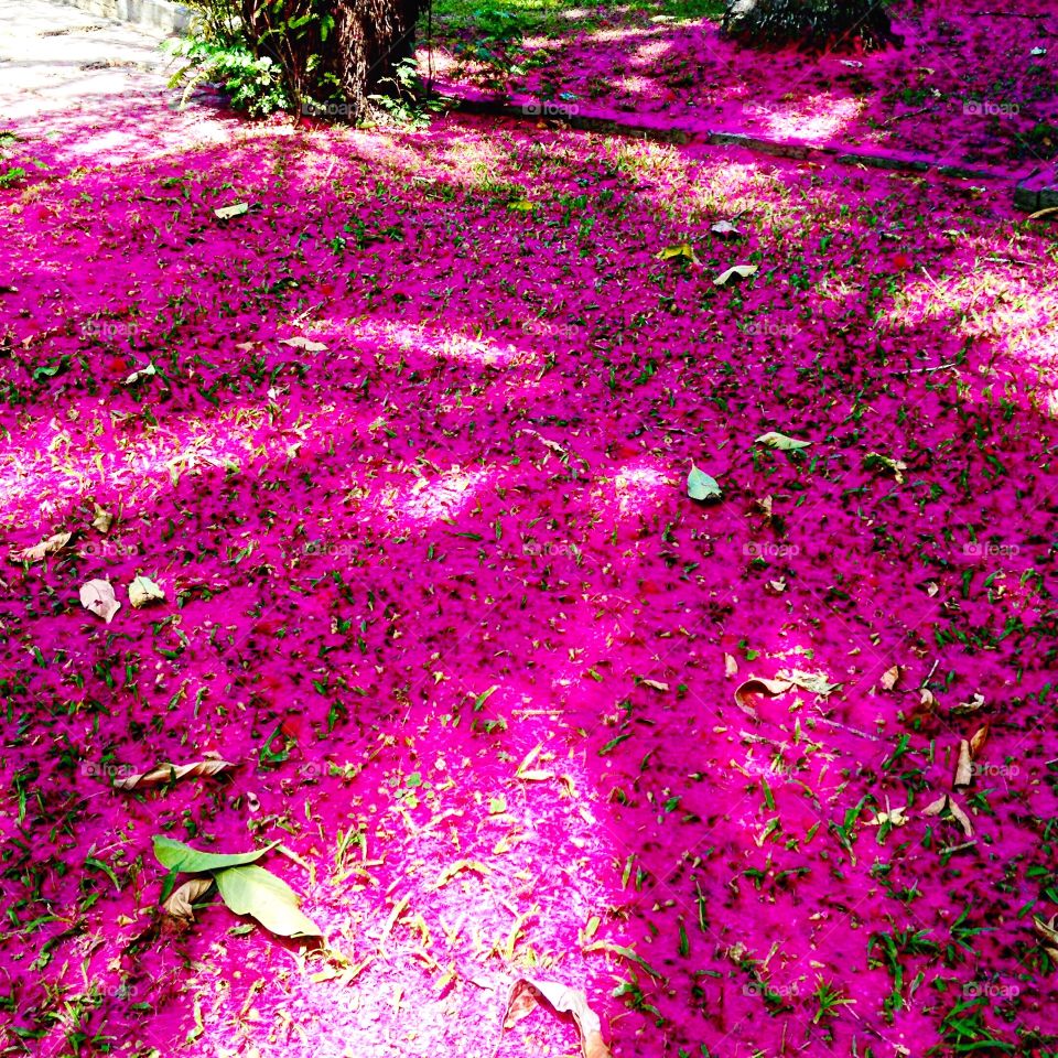 garden covered with pink jambo flowers