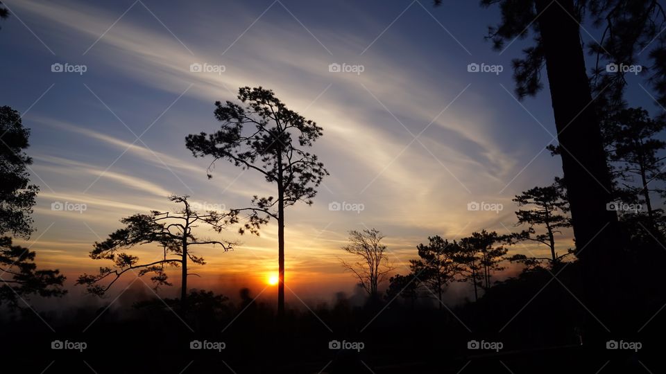 Tree, Sunset, Dawn, Silhouette, Landscape