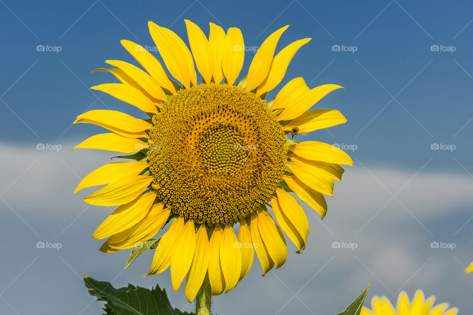 Sunflower, bee and the blue sky