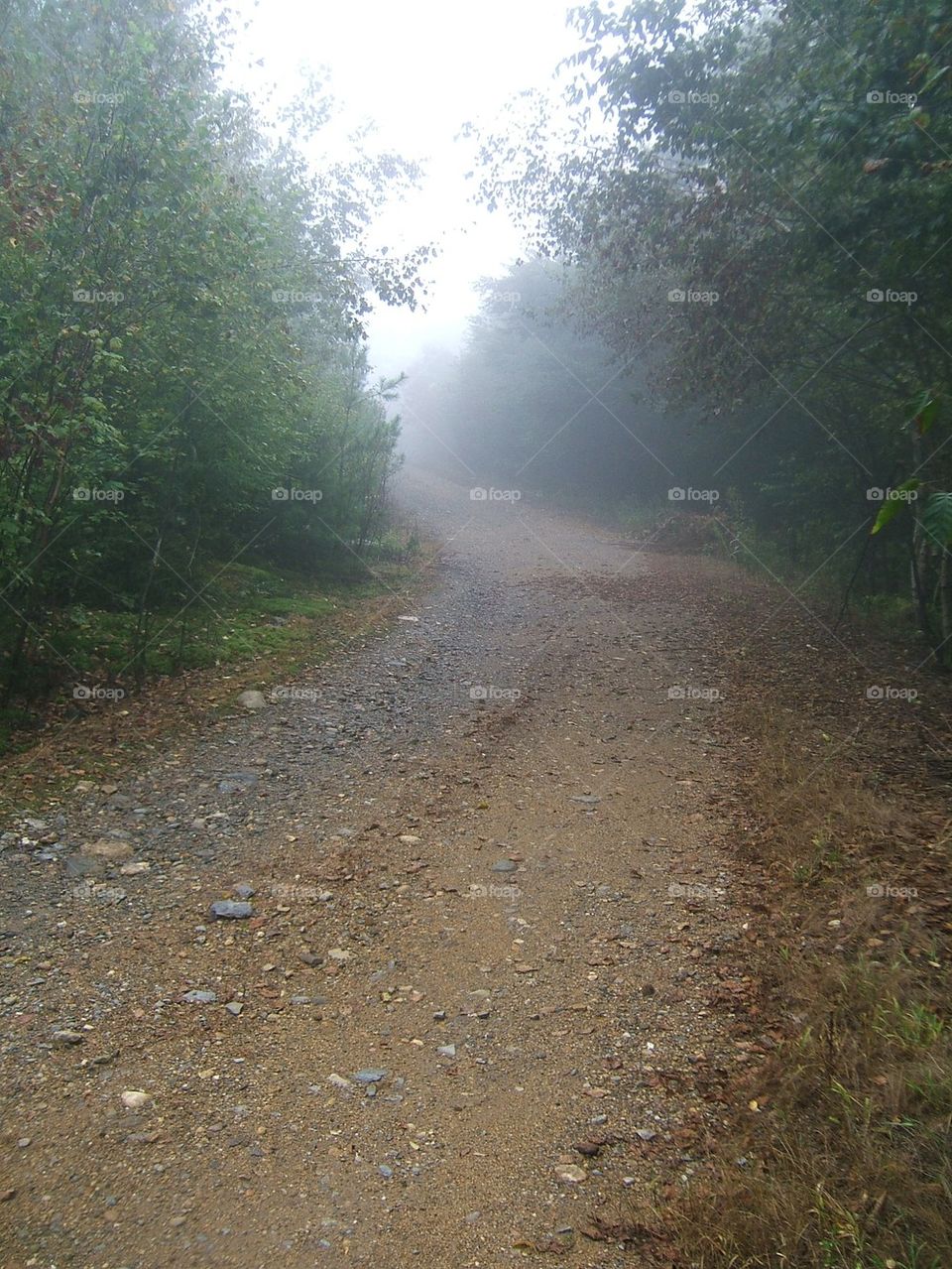 misty country road