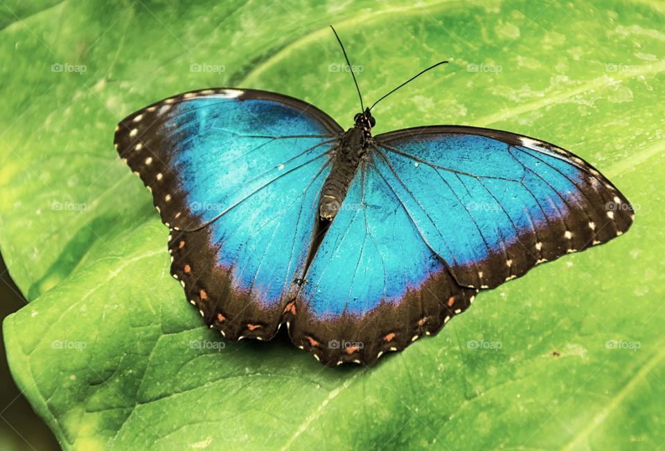 Blue Butterfly