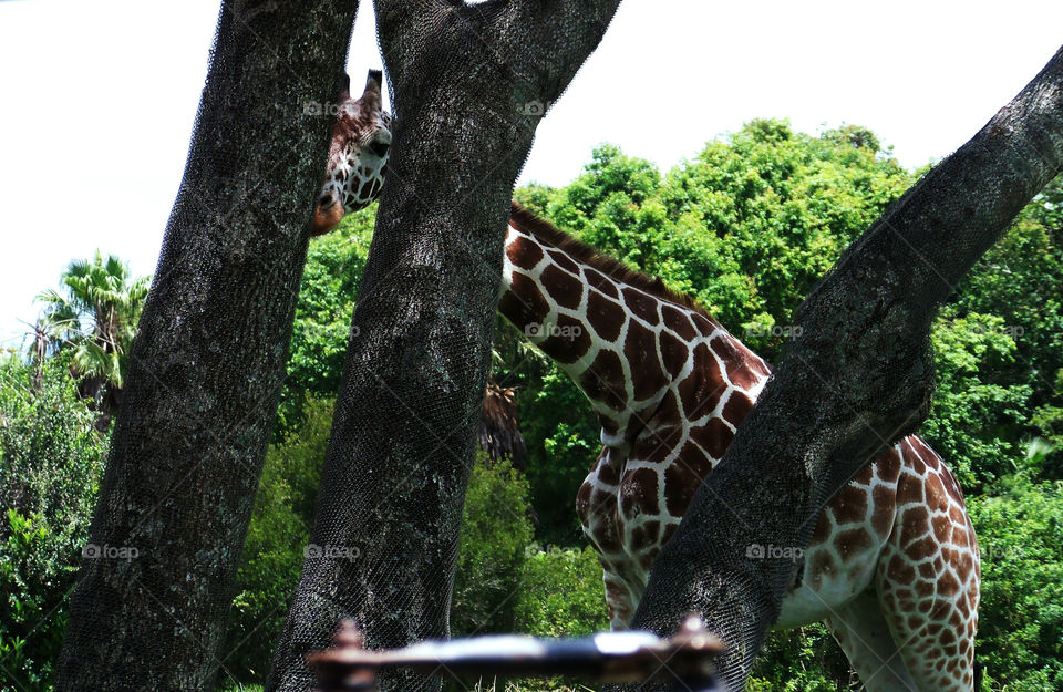 Giraffe plays peek-a-boo with safari truck.