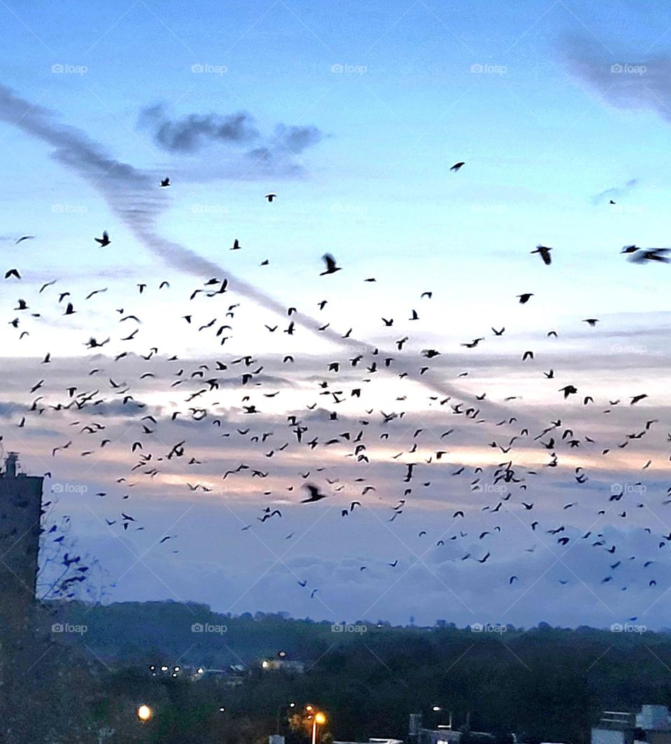 Revenir migration in Maastricht