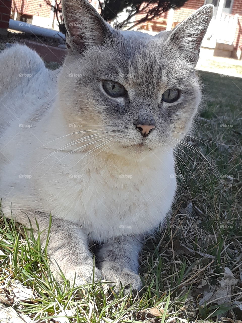 Siamese Tabby Cat Outdoor Kitty
