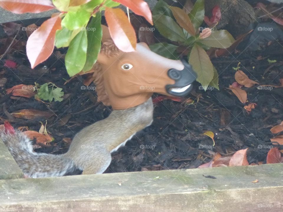 Novelty Squirrel feeder