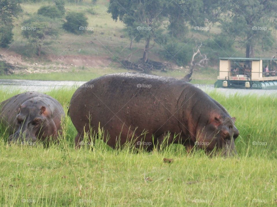 Safari on the Chobe River. An African Safari on the Chobe River