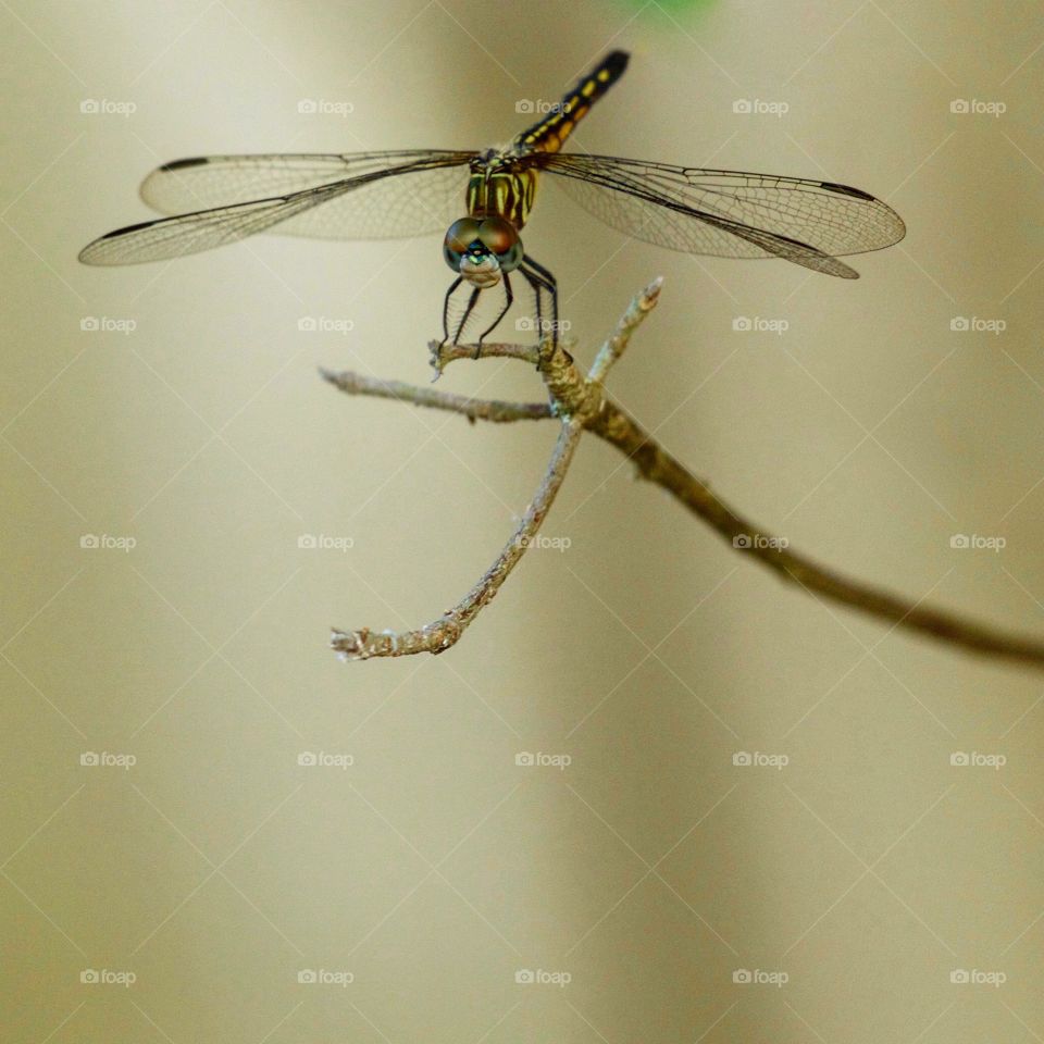 Close-up of a dragonfly