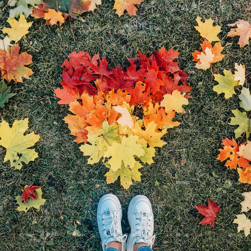 Colored autumn leaves in a heart shape