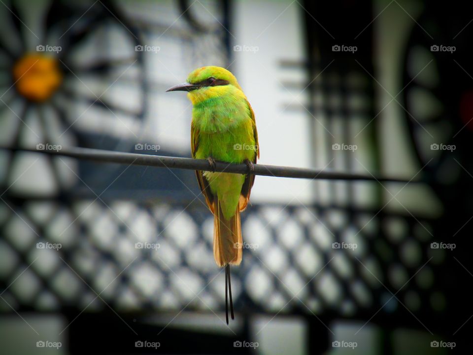 The green bee-eater (Merops orientalis) (sometimes little green bee-eater) is a near passerine bird in the bee-eater family.