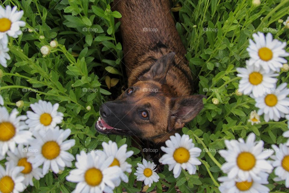 Garden pup 