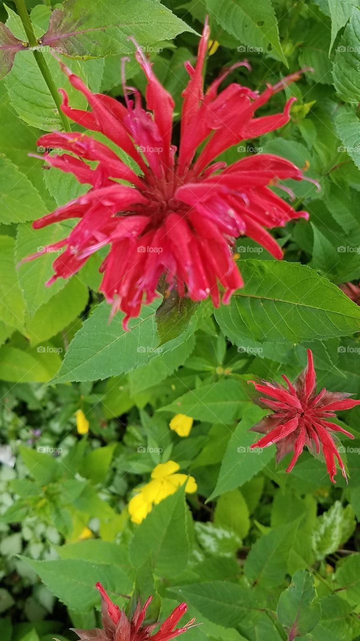 Bee Balm