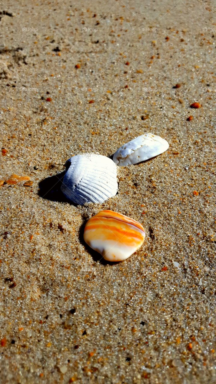 Shells and sand.