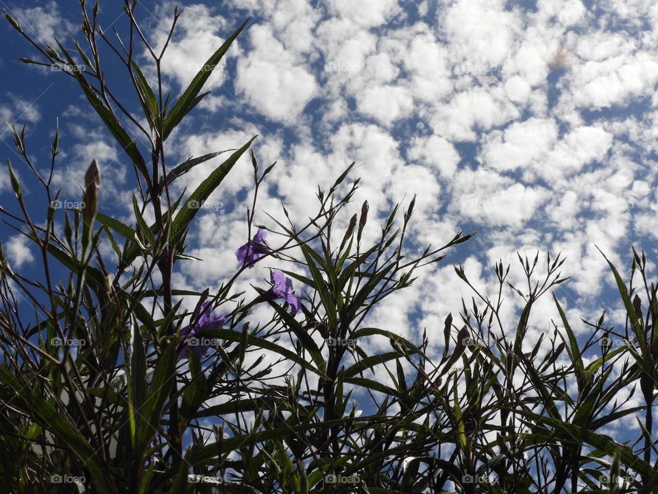 Fondo Primavera Flores plantas Violeta hojas nubes Clouds blue Sky Spring