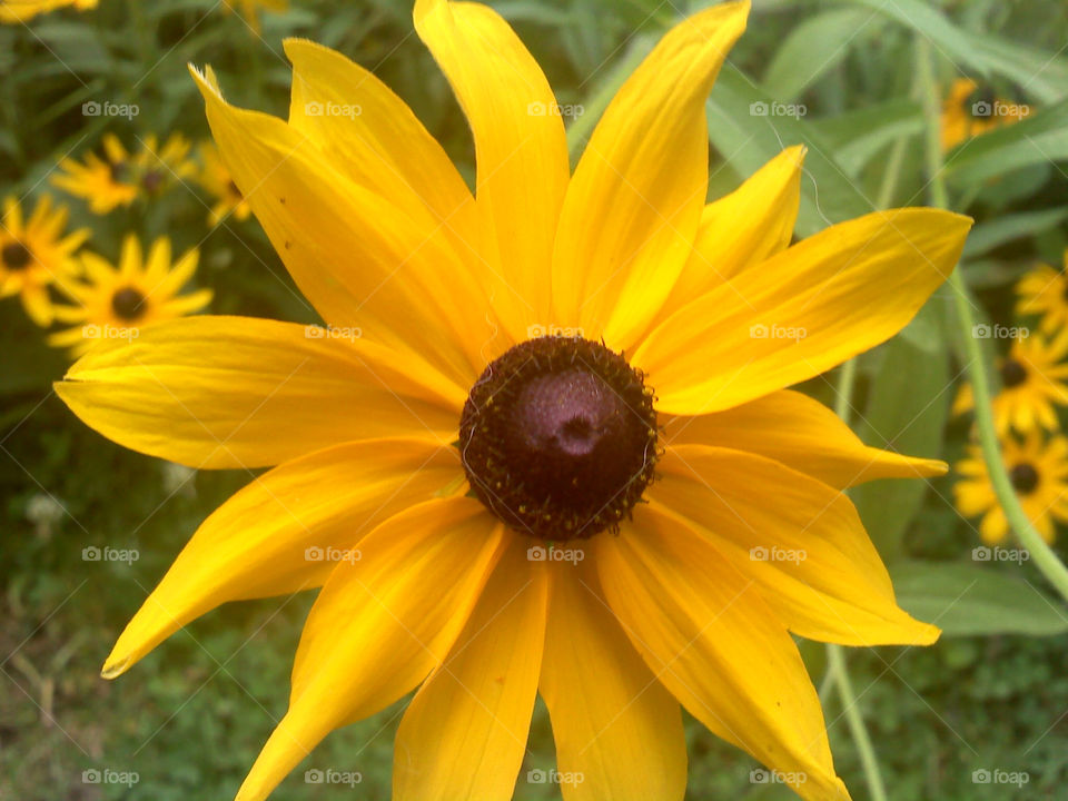 flowers yellow brown eyed by jmh