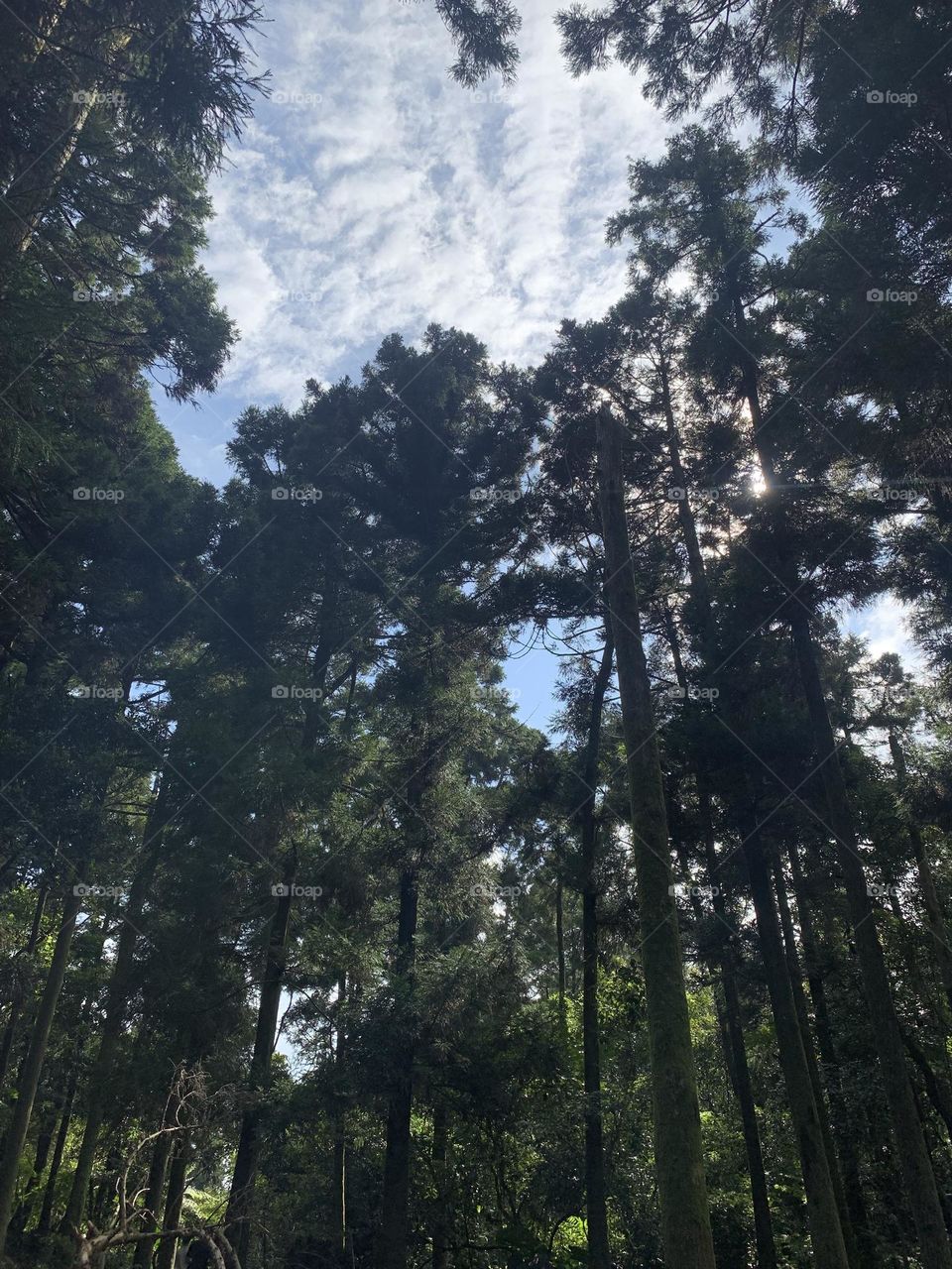 The forest of Yangmingshan - Taiwan