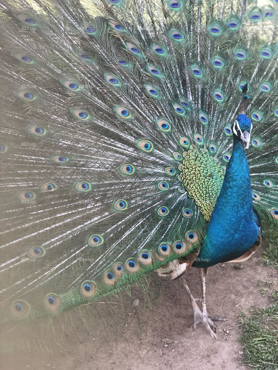 A magnificent peacock proudly displaying its colorful tail feathers. The vibrant blue and green hues with intricate eye patterns make this bird a symbol of beauty and elegance in nature.