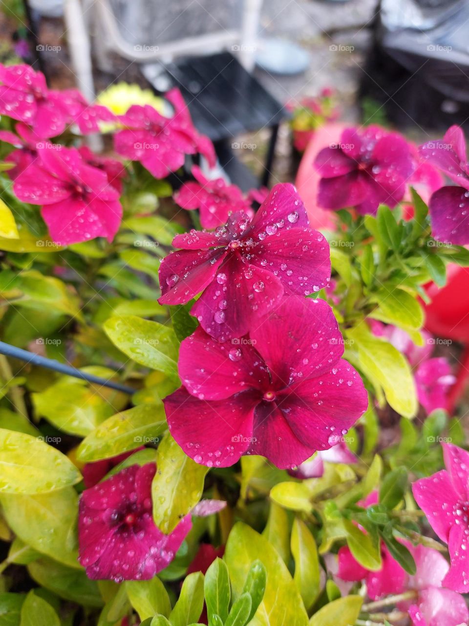 Flowers in my garden