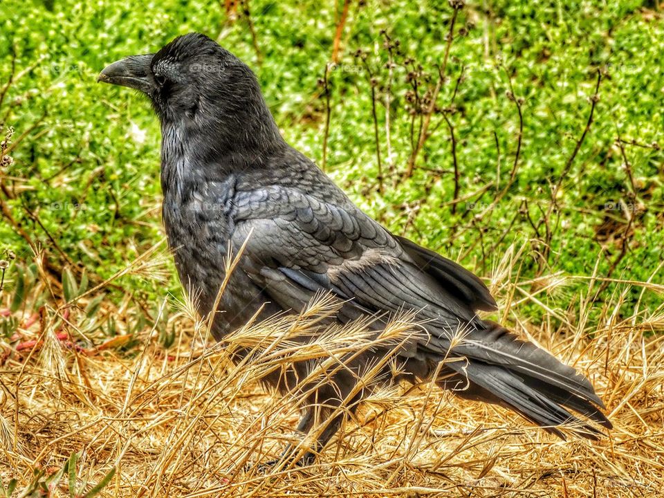 Curious Raven