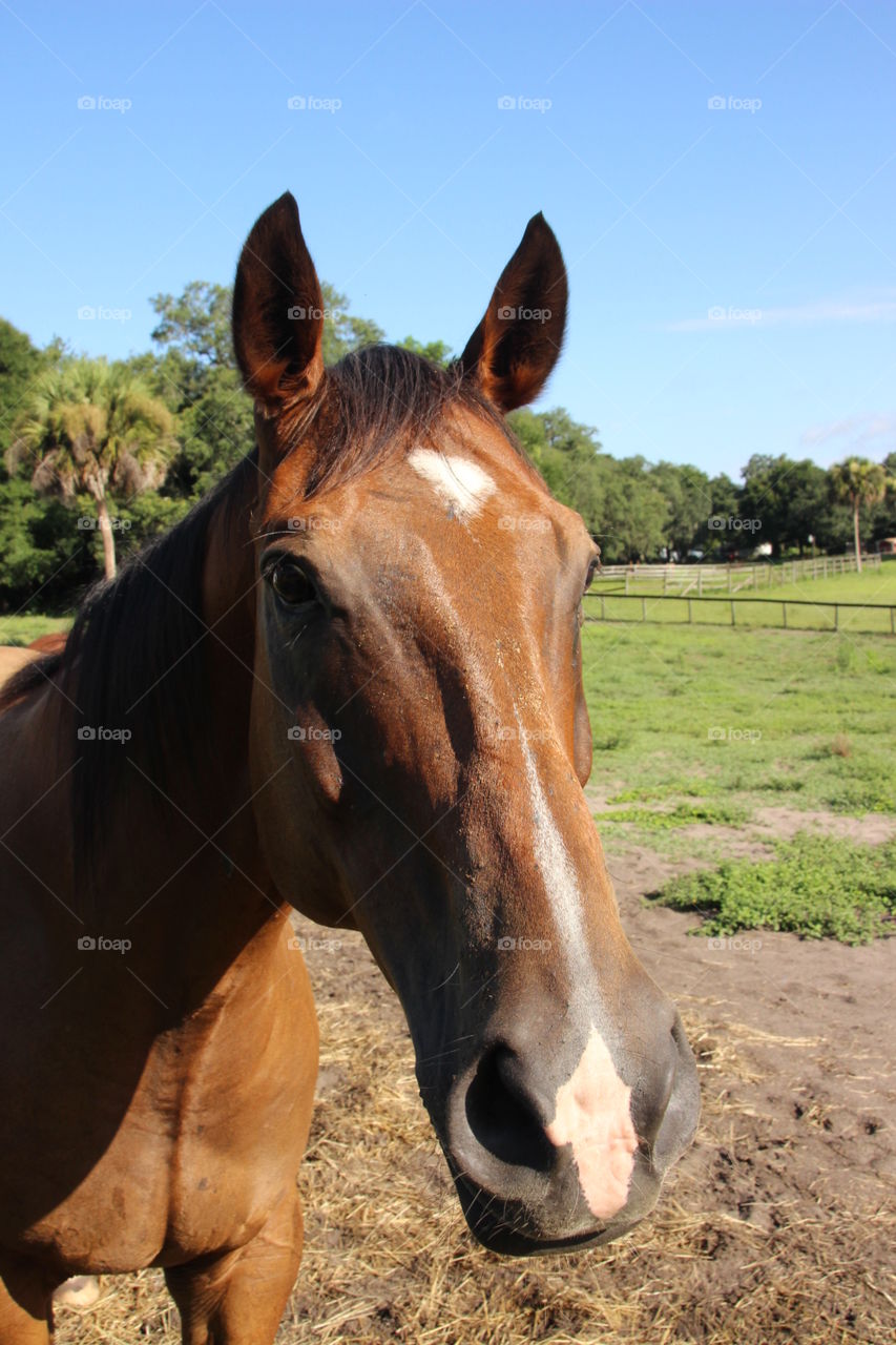 Close-up of horse head